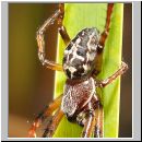 Larinioides cornutus - Schilfradspinne m02.jpg